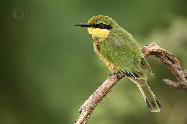 Vlha malá (Merops pusillus), Botswana